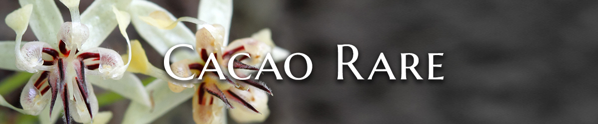 cacao rare 1