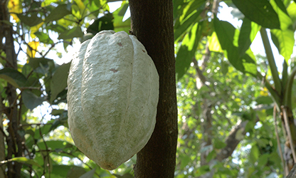 Cacao India