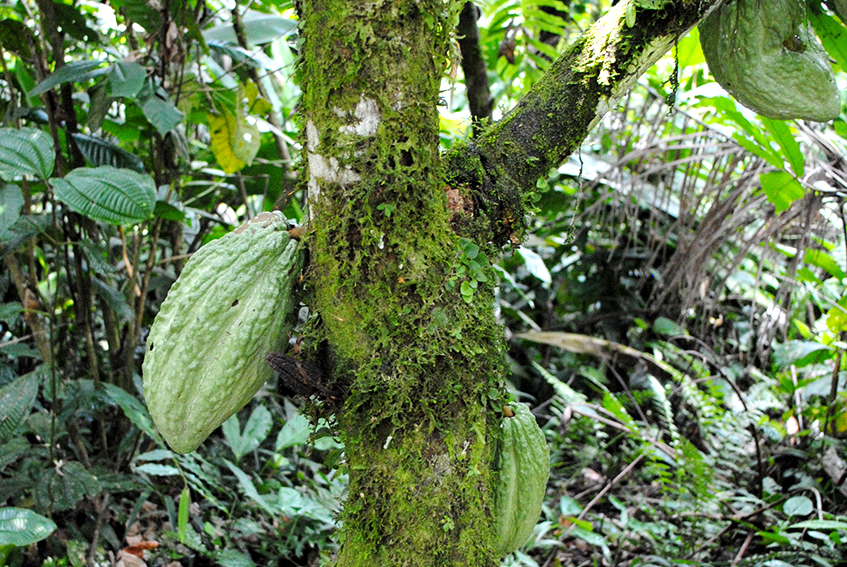 72% Amazonico Napo – Ecuador