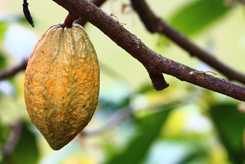 cacao