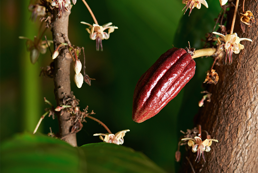 cacao2