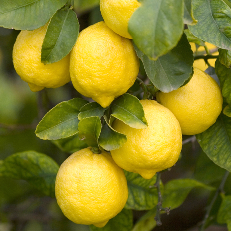 Limoni Italiani