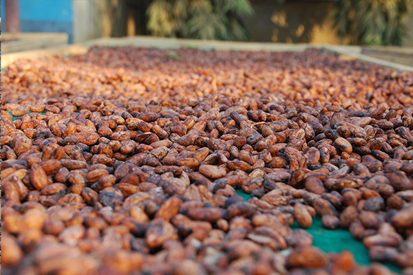 Drying Kamili