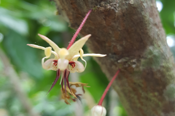 fiore cacao